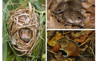 Camundongos da floresta