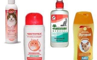Os melhores shampoos de pulgas