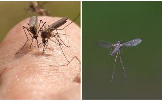 Que som faz um mosquito