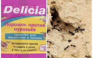 Formigas Delicia Em Pó