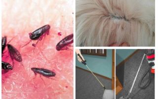 De onde vêm as pulgas e como se livrar de um apartamento ou de uma casa particular