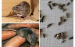Como lidar com ratos em uma casa particular