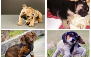 Como se livrar das pulgas em um filhote de cachorro