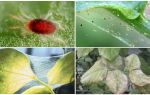 Como se livrar dos ácaros: drogas e métodos de luta