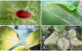 Como se livrar dos ácaros: drogas e métodos de luta