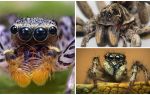 Quantos olhos tem uma aranha?