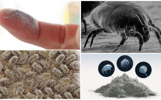 Descrição e foto de ácaros, como se livrar deles
