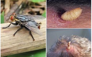 Larvas da mosca humana sob a pele
