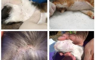 Como se livrar das pulgas em um gatinho em casa