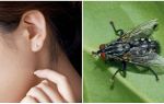 Como tirar uma mosca da orelha em casa