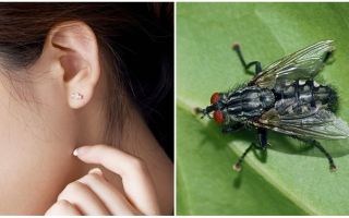 Como tirar uma mosca da orelha em casa