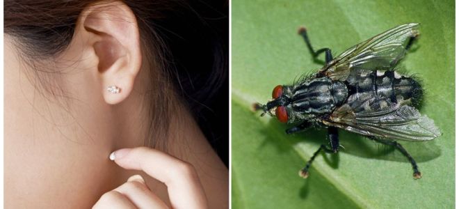 Como tirar uma mosca da orelha em casa