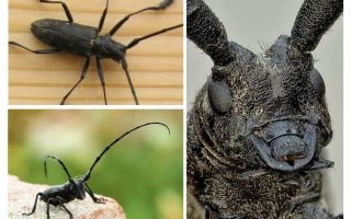 Tali kelinci hitam besar dan kecil