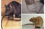 Por que a cauda dos ratos