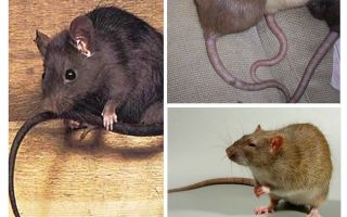 Por que a cauda dos ratos