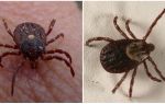 Foto e descrição das espécies de carrapatos