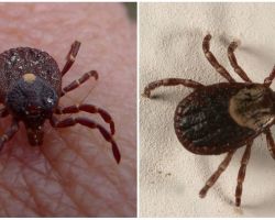 Foto e descrição das espécies de carrapatos