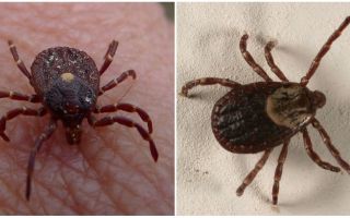 Foto e descrição das espécies de carrapatos