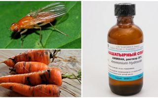 Luta contra a mosca de cenoura com amônia