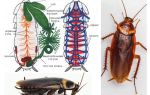 A estrutura da barata - externa e interna