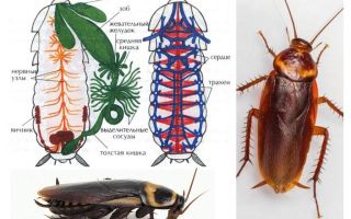 A estrutura da barata - externa e interna