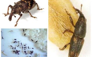 Gorgulho do arroz - uma praga maliciosa de cereais