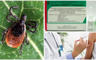 Vacina contra encefalite transmitida por carrapatos