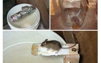 Como fazer uma ratoeira com suas próprias mãos