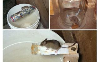 Como fazer uma ratoeira com suas próprias mãos