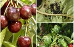 Como se livrar de pulgões em cerejas e cerejas