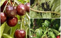 Como se livrar de pulgões em cerejas e cerejas