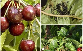 Como se livrar de pulgões em cerejas e cerejas