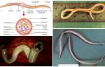 Ascaris parece, características da estrutura