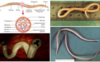 Ascaris parece, características da estrutura