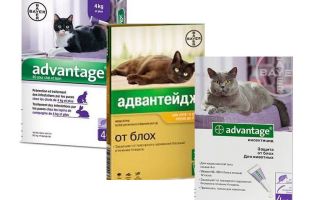 Gotas de pulgas Advantage para gatos