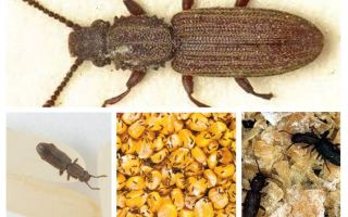 Bagaimana untuk menghilangkan suriname yang dihisap di dapur