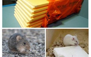 Se ratos estão comendo penoplex