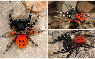 Descrição e fotos de aranhas na Crimeia