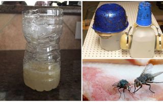 Como pegar uma mosca no quarto