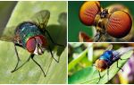 Quantos quadros por segundo uma mosca vê e quantos olhos ela tem