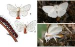Descrição e foto de borboletas e lagartas