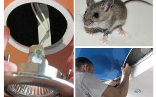 Como se livrar de ratos no teto do estiramento