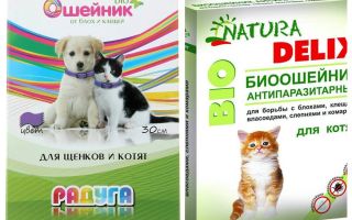 Coleiras de pulgas para gatinhos