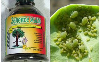 Processando sabão verde de pulgões