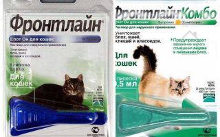 Gotas de pulgas da linha de frente para gatos