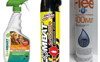 Spray de pulgas para o apartamento