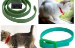 Os melhores colares de pulgas e carrapatos para gatos