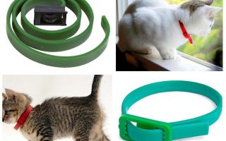 Os melhores colares de pulgas e carrapatos para gatos