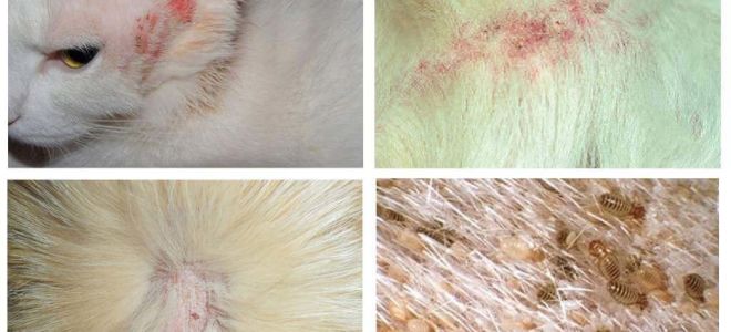 Olhos mordedores de gato