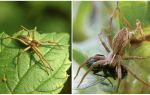 Quantas aranhas comuns vivem em um apartamento e na natureza